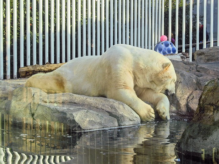 Polar Bear at the Alaska Zoo